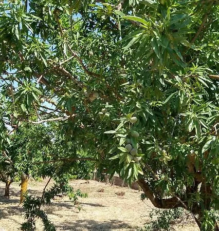 I Trulli Di Mani' Дом отдыха Masseria Orimini