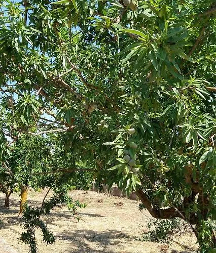 I Trulli Di Mani' 度假居 马丁纳弗兰卡